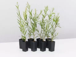 Shrubs Callistemon Injune Pink