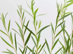 Shrubs Callistemon Injune Pink 9 Shrubs Callistemon Injune Pink