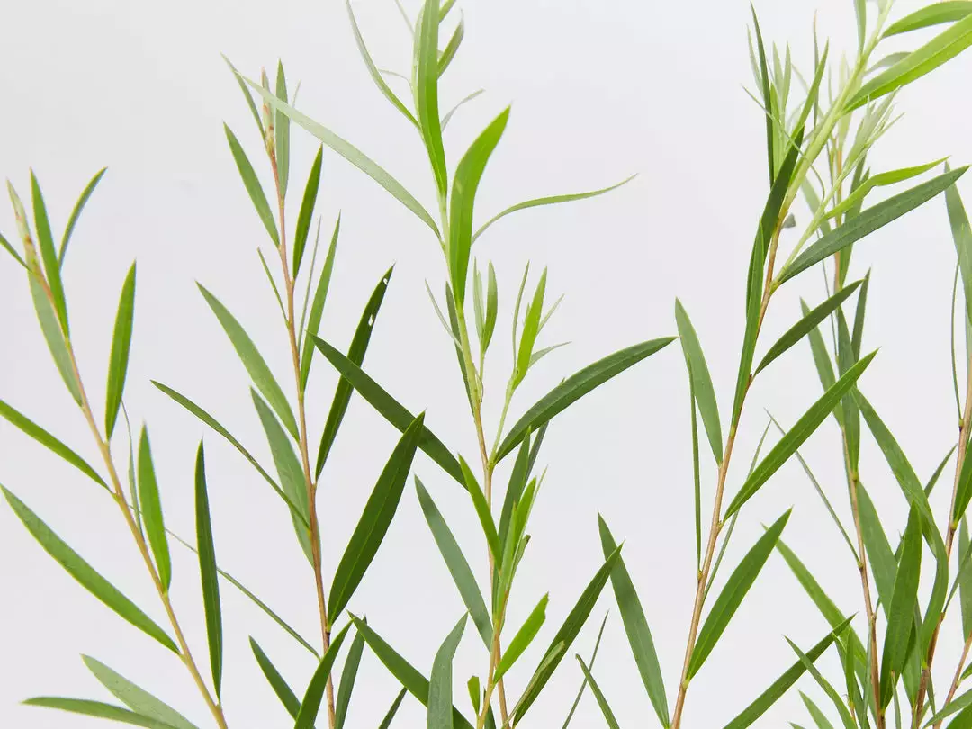 Shrubs Callistemon Injune Pink 5 Shrubs Callistemon Injune Pink