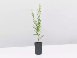 Shrubs Callistemon Injune Pink 10 Shrubs Callistemon Injune Pink