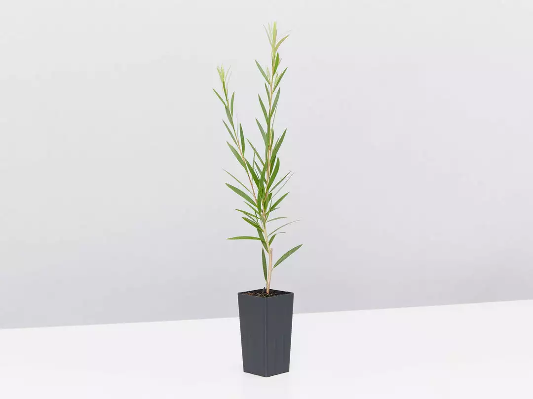 Shrubs Callistemon Injune Pink 6 Shrubs Callistemon Injune Pink