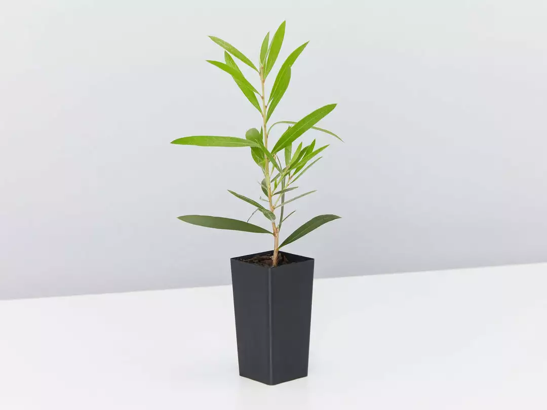 Shrubs Hedging Plants Callistemon Kings Park Special Plant Pack 5 Shrubs Hedging Plants Callistemon Kings Park Special Plant Pack