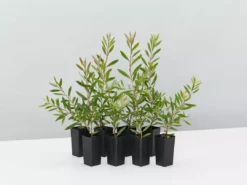 Shrubs Callistemon Purple Splendour