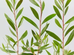 Shrubs Callistemon Purple Splendour