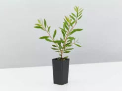 Shrubs Callistemon Purple Splendour