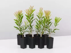 Ozbreed Callistemon Snow Burst ‘CNU07’ PBR Shrubs