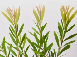 Ozbreed Callistemon Snow Burst ‘CNU07’ PBR Shrubs