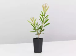 Ozbreed Callistemon Snow Burst ‘CNU07’ PBR Shrubs