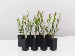 Shrubs Hedging Plants Callistemon Subulatus X Citrinus Cherry Time