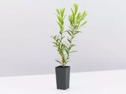 Ozbreed Shrubs Callistemon Viminalis Macarthur 'LC01' PBR