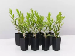 Ozbreed Shrubs Callistemon Viminalis Slim ‘CV01’ Native Hedge