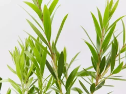 Shrubs Callistemon Viminalis Captain Cook