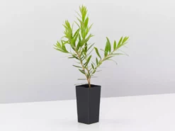 Shrubs Hedging Plants Callistemon Viminalis Rose Opal (Compact Shrub)