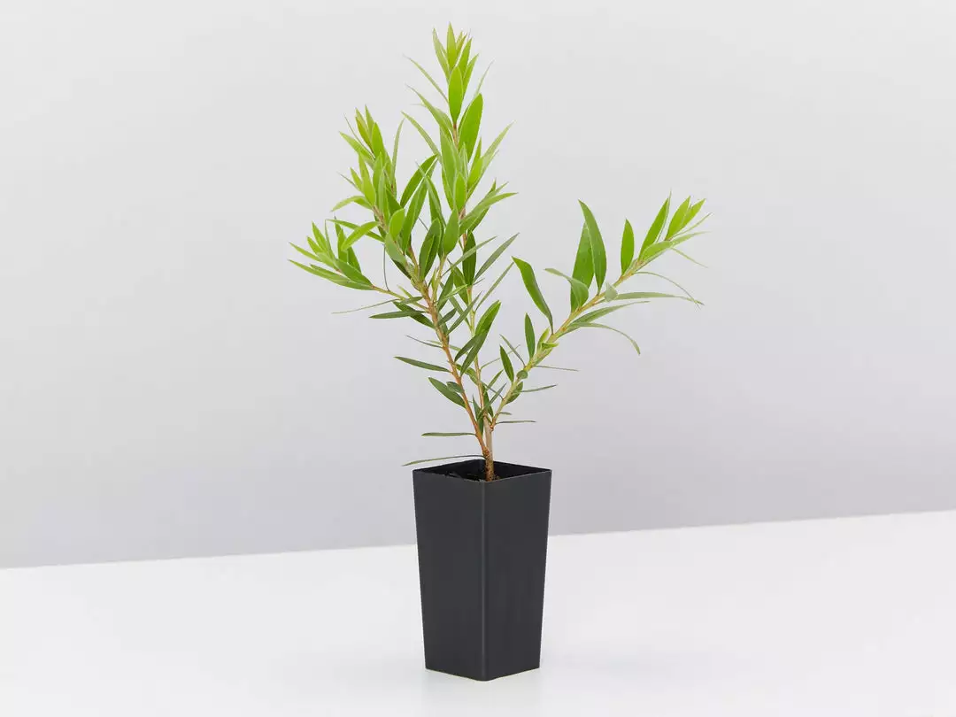 Shrubs Hedging Plants Callistemon Viminalis Rose Opal (Compact Shrub)