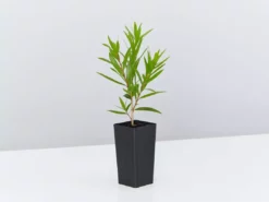 Shrubs Callistemon Viminalis Wildfire