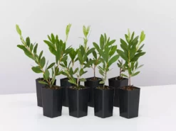 Shrubs Callistemon Citrinus White Anzac