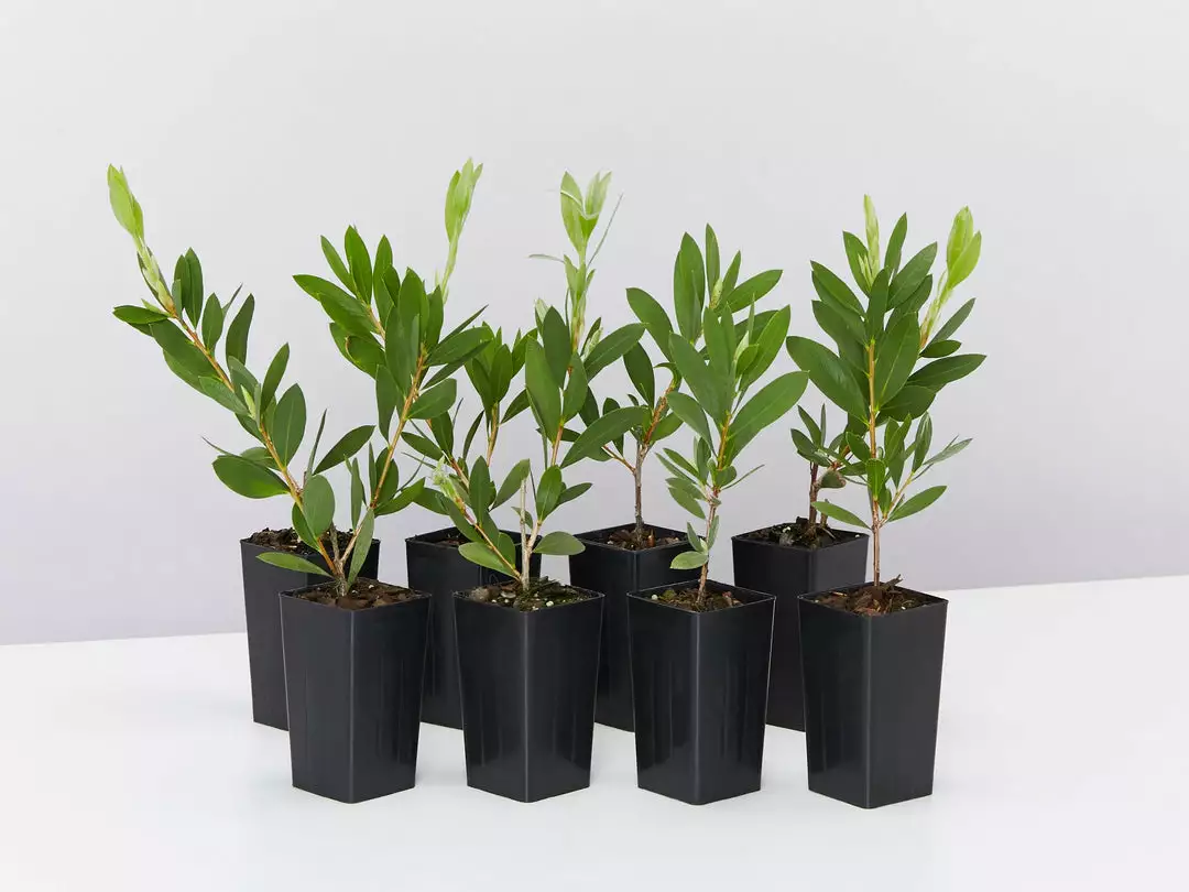 Shrubs Callistemon Citrinus White Anzac 4 Shrubs Callistemon Citrinus White Anzac