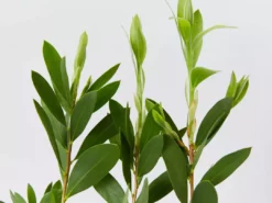 Shrubs Callistemon Citrinus White Anzac 9 Shrubs Callistemon Citrinus White Anzac