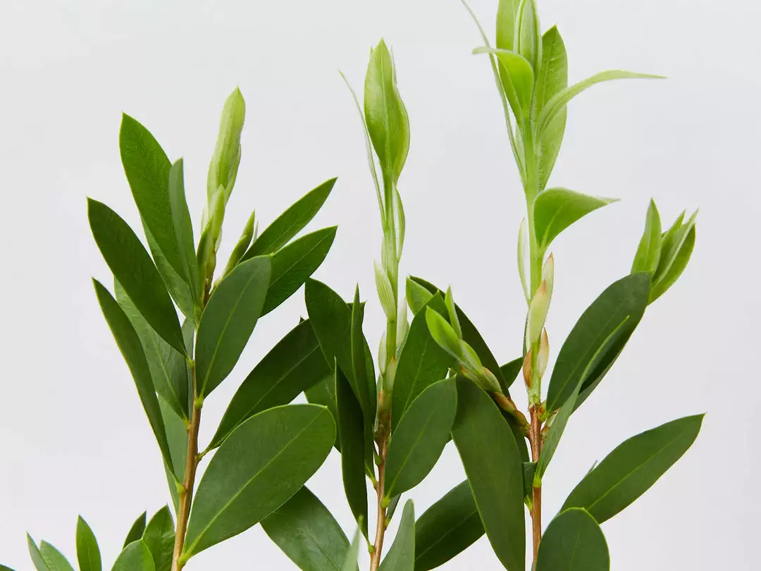 Shrubs Callistemon Citrinus White Anzac 5 Shrubs Callistemon Citrinus White Anzac