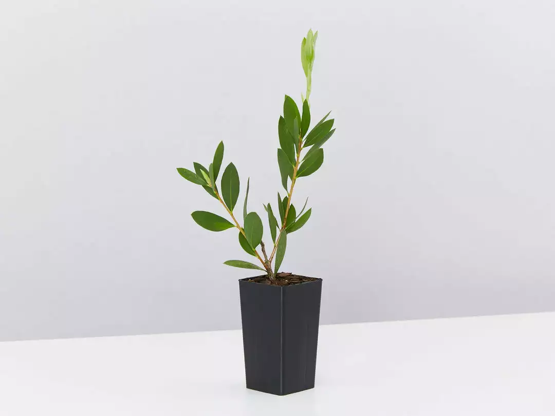 Shrubs Callistemon Citrinus White Anzac 6 Shrubs Callistemon Citrinus White Anzac