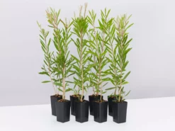 Shrubs Callistemon Citrinus Pink Champagne