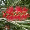 Shrubs Callistemon Viminalis Hannah Ray Full Sun 1 Shrubs Callistemon Viminalis Hannah Ray Full Sun