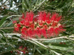 Shrubs Callistemon Viminalis Hannah Ray Full Sun