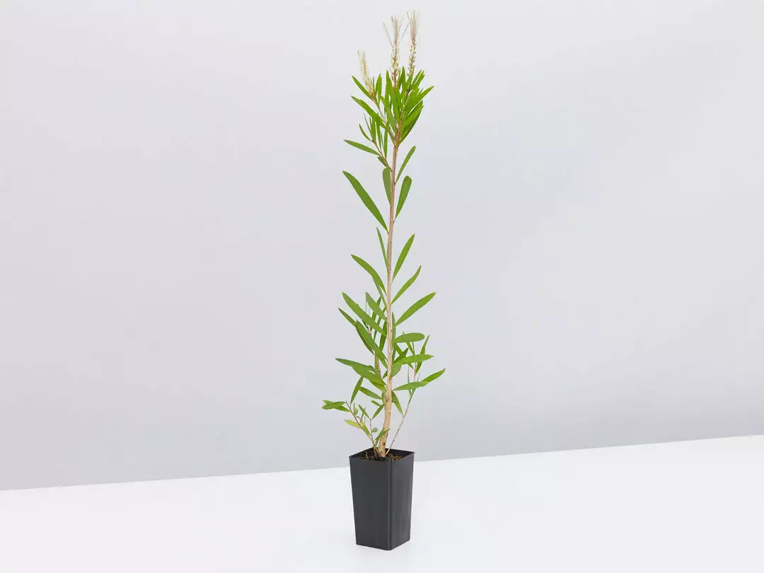 Shrubs Callistemon Citrinus Pink Champagne