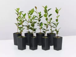 Shrubs Camellia Reticulata Flower Girl (pink Flower)