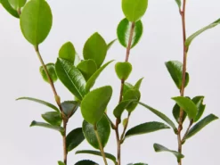 Shrubs Camellia Sasanqua Leslie Ann 9 Shrubs Camellia Sasanqua Leslie Ann