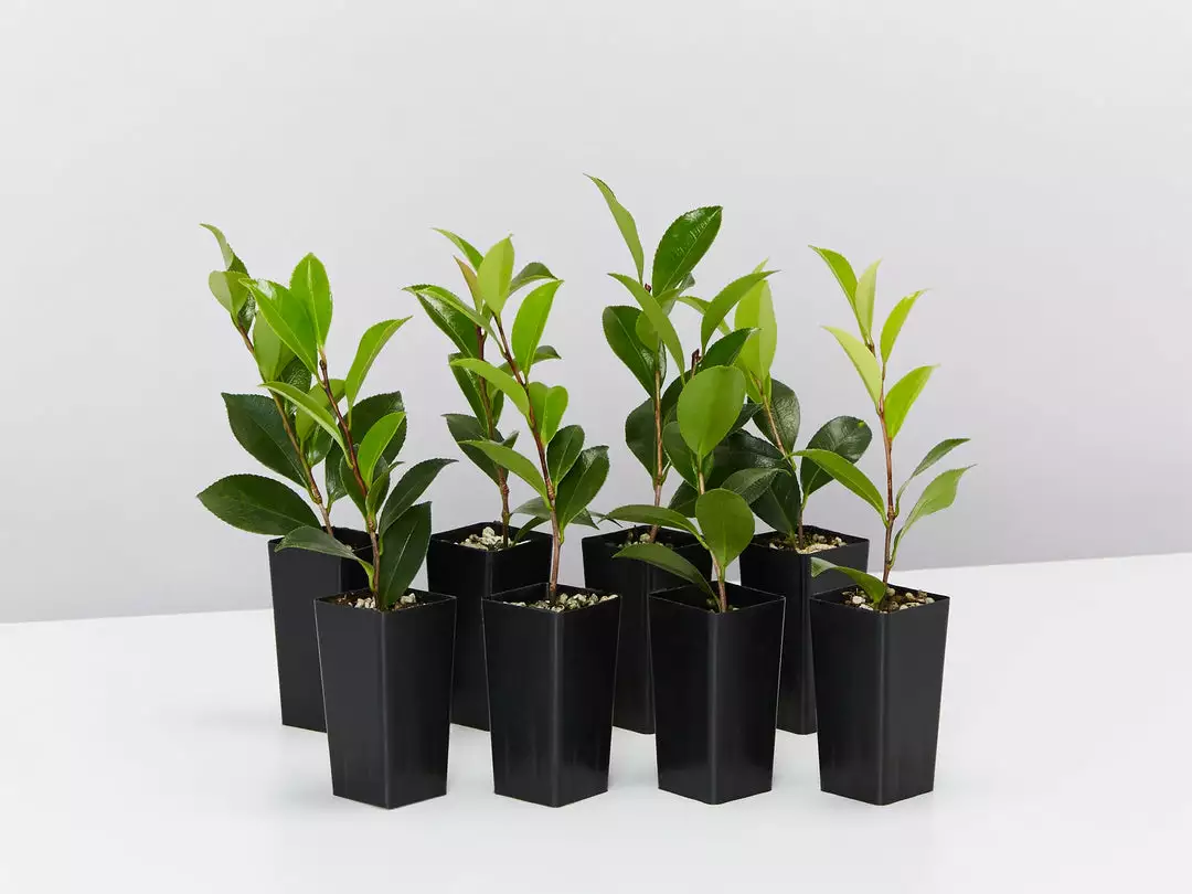 Shrubs Camellia Sasanqua Setsugekka 4 Shrubs Camellia Sasanqua Setsugekka