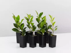 Hedge Shrubs Camellia Elegans Champagne (white Flower)