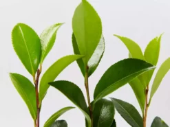 Shrubs Camellia Sasanqua Beatrice Emily 10 Shrubs Camellia Sasanqua Beatrice Emily