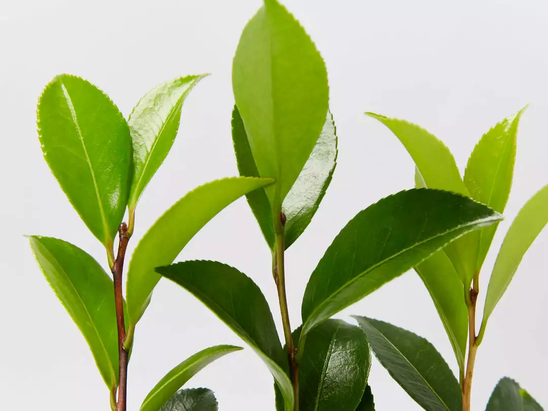 Shrubs Camellia Sasanqua Beatrice Emily 6 Shrubs Camellia Sasanqua Beatrice Emily