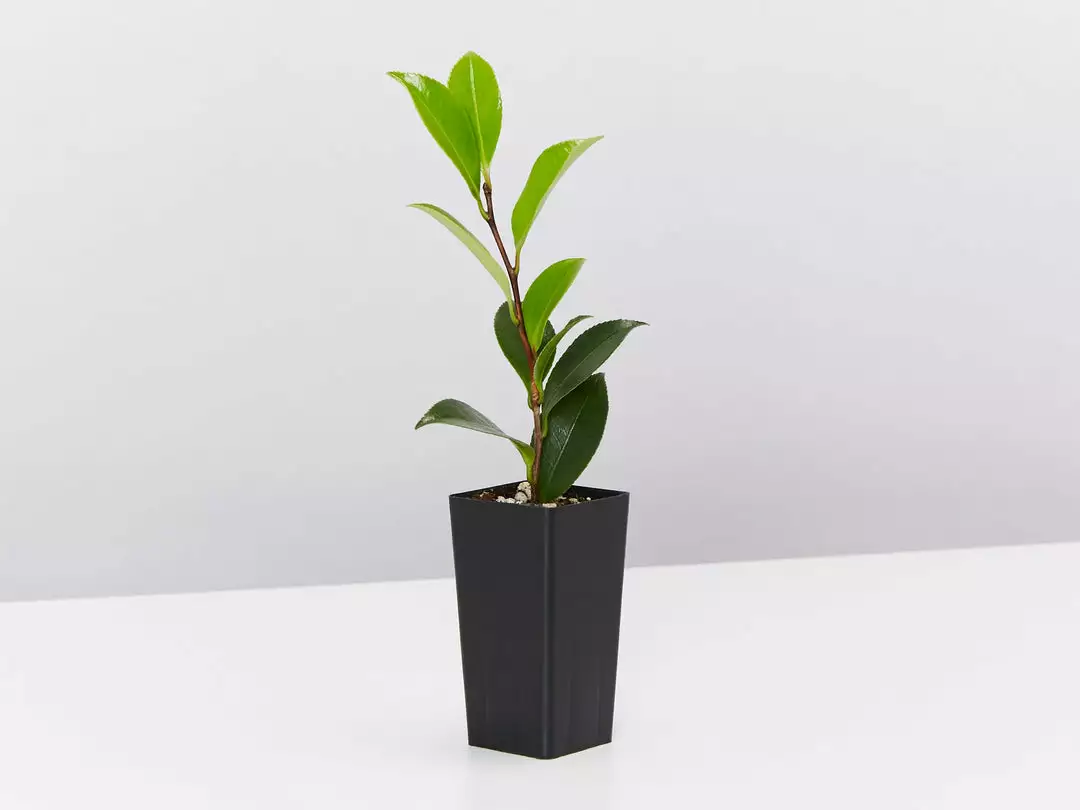 Hedge Camellia Sasanqua 'Plantation Pink' (pale Pink Flower) 6 Hedge Camellia Sasanqua 'Plantation Pink' (pale Pink Flower)