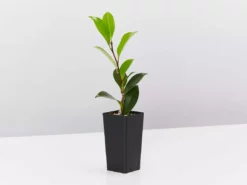 Hedge Shrubs Camellia Sasanqua 'Pure Silk' (white Flower With Pink Edge)