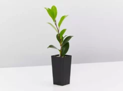 Hedge Shrubs Camellia Assorted Pack