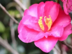 Shrubs Camellia Sasanqua Cherilyn