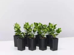 Hedge Carissa Grandiflora 'Desert Star'