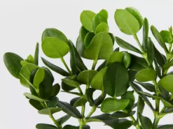 Hedge Carissa Grandiflora 'Desert Star'