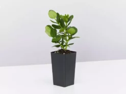 Hedge Carissa Grandiflora 'Desert Star'