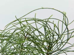 Shrubs Casuarina Glauca Prostrate 'Cousin It'