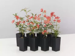 Hedge Ceratopetalum Gummiferum Alberys Red Shrubs