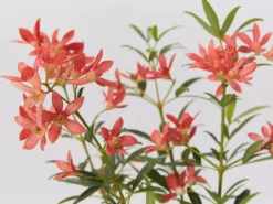 Hedge Ceratopetalum Gummiferum Alberys Red Shrubs