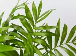 Pot + Plant Gift Box Parlor Palm + Pot + Plant + Soil Full Sun