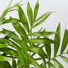 Indoor Garden Chamaedorea Elegans Parlor Palm