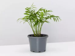 Pot + Plant Gift Box Parlor Palm + Pot + Plant + Soil Full Sun