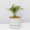 Pot + Plant Gift Box Parlor Palm + Pot + Plant + Soil Full Sun