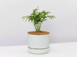 Pot + Plant Gift Box Parlor Palm + Pot + Plant + Soil Full Sun