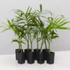 Plants In A Box Chamaedorea Atrovirens 'Cascade Palm' Screening Plants